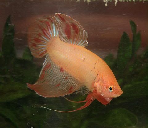 RedBettaJuly1907.jpg Red Betta image by TammieH_2007
