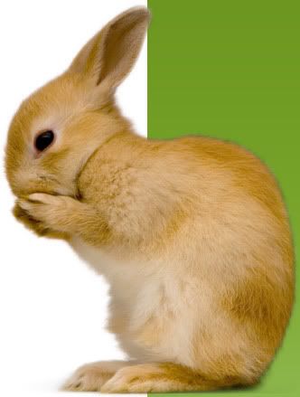 large_rabbit1.jpg