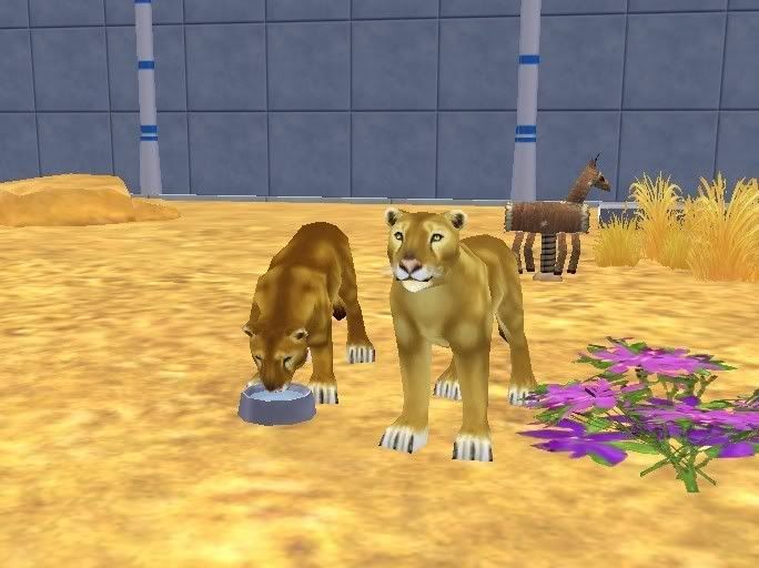 2lionesses.jpg