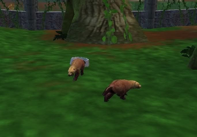 Bushdogs.jpg