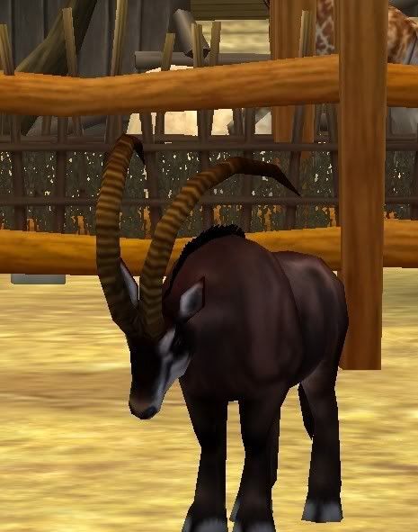 Giantsableantelope.jpg