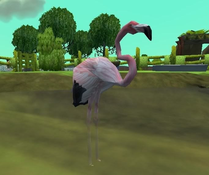 Greaterflamingo.jpg