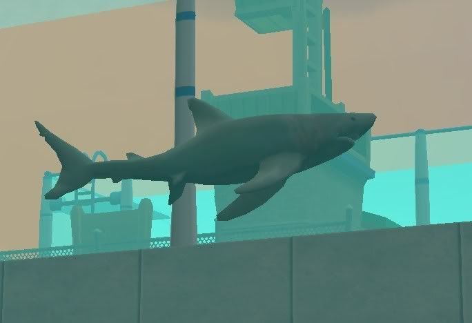 baskingshark2.jpg