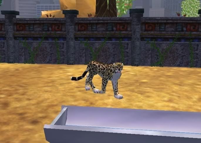 kingcheetah2.jpg