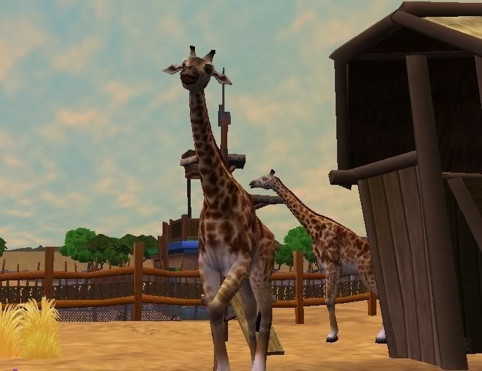 masigiraffe.jpg