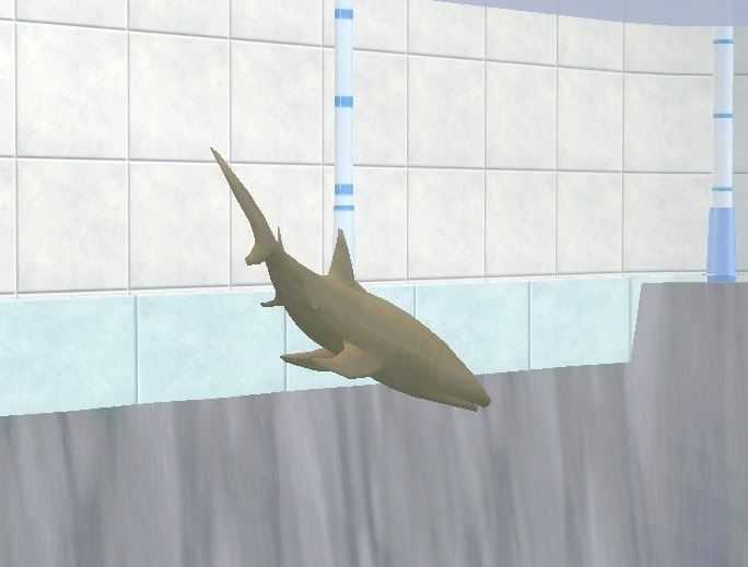 nurseshark.jpg