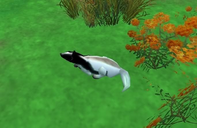 prettyskunk.jpg