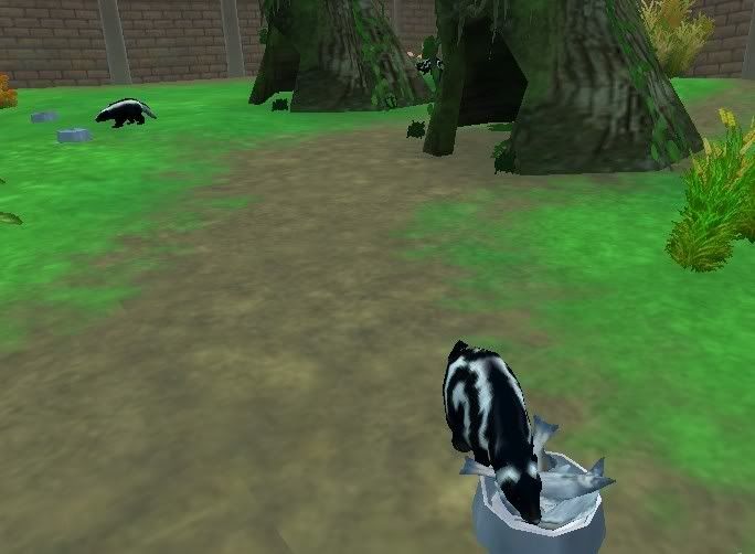 skunks.jpg