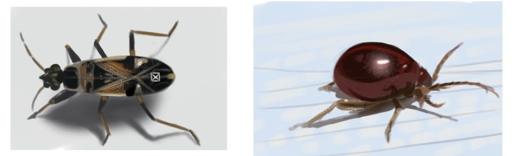 insecte.jpg