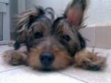 Photo Sharing and Video Hosting at Photobucket