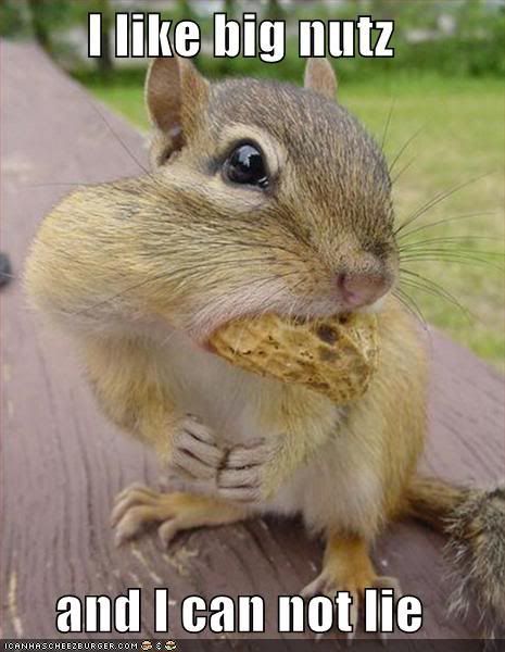 http://i195.photobucket.com/albums/z13/triplike_i_do/Animals/funny-pictures-squirrel-big-nuts.jpg