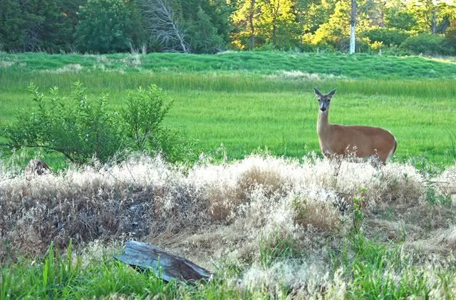 IMAGE: http://i195.photobucket.com/albums/z142/Lone-eagle/%20Deer/IMG_9767.jpg