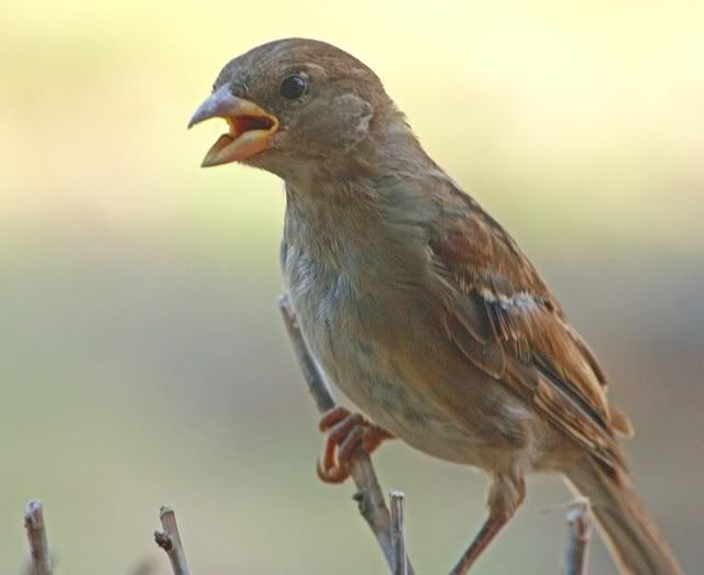 IMAGE: http://i195.photobucket.com/albums/z142/Lone-eagle/Bird/IMG_9994p.jpg