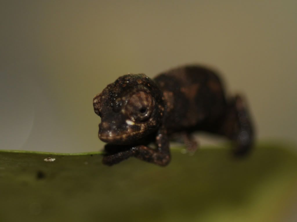 chameleon giving birth