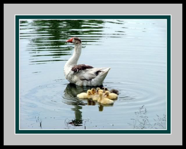http://i195.photobucket.com/albums/z149/minh40/Canh%20dep%20ThienNhan/thienngavabayconDiepHaiDung.jpg