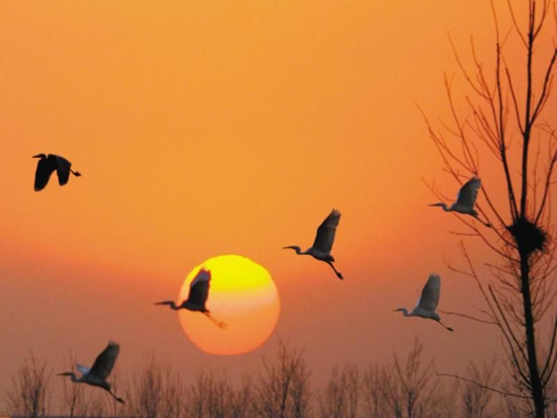http://i195.photobucket.com/albums/z149/minh40/ChimHac/Slide84_zps6e12877a.jpg