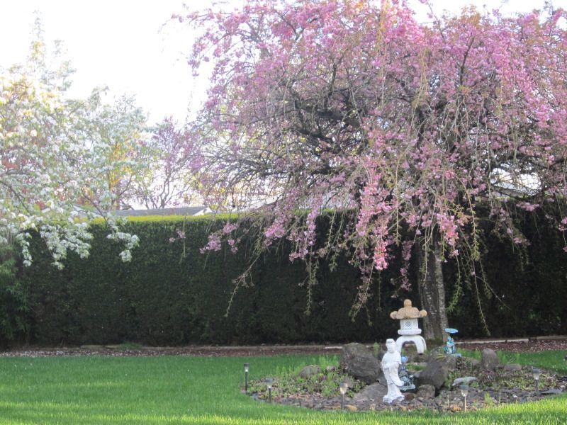 http://i195.photobucket.com/albums/z149/minh40/HoacanhnhaSL/IMG_0007.jpg