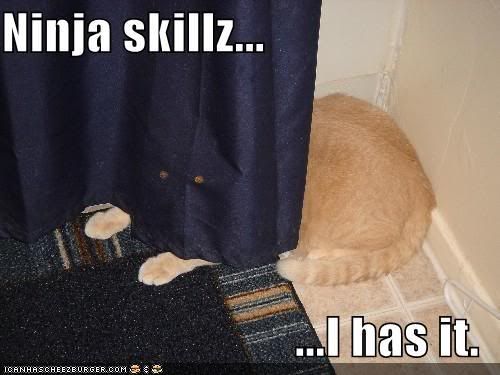 funny pictures curtain ninja cat