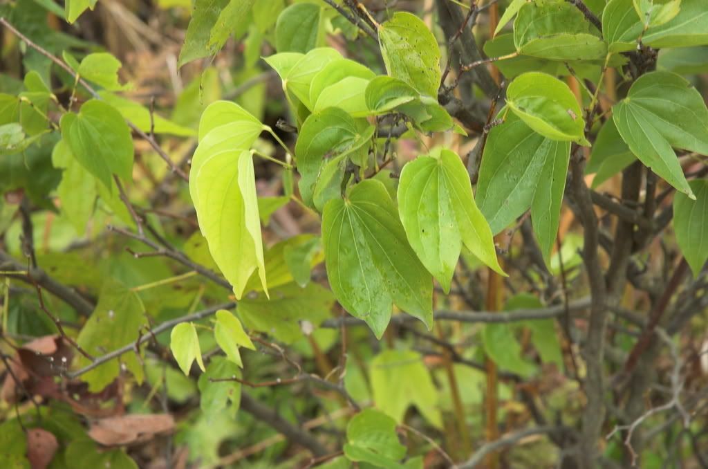 是否 缺叶藤/龙须藤 ?