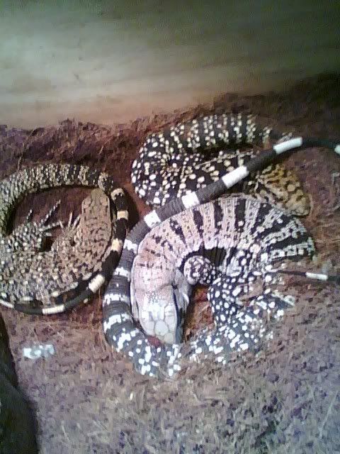 black and white tegu. i have a Red x Black and White