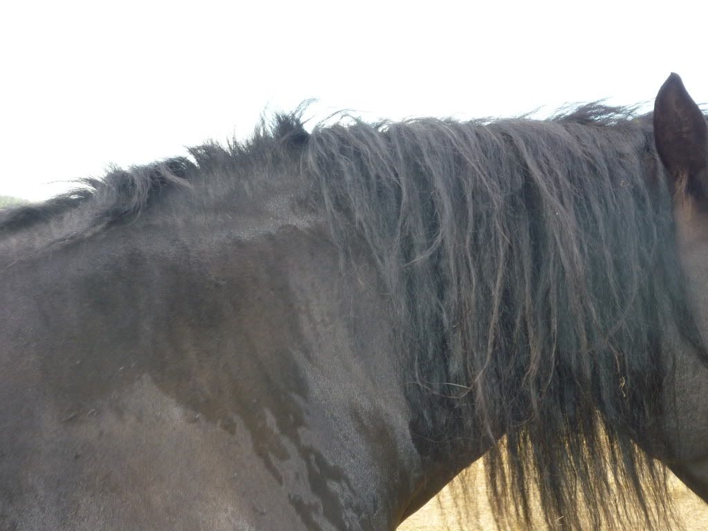 Pics of My horse's rubbed out mane... Chronicle Forums