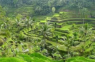 ubud