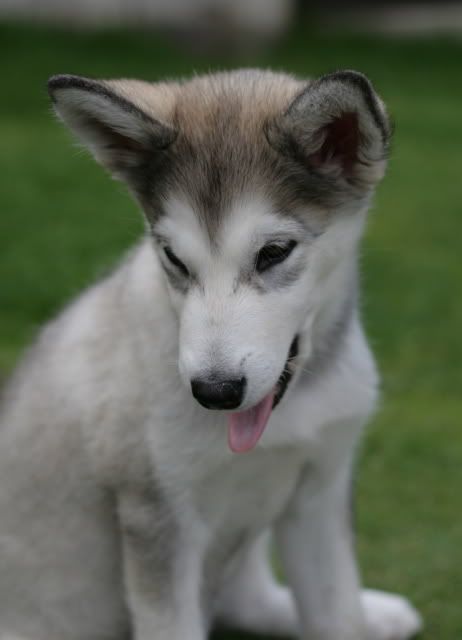 IMAGE: http://i195.photobucket.com/albums/z175/Luke6N/Maya1.jpg