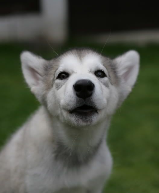 IMAGE: http://i195.photobucket.com/albums/z175/Luke6N/Maya3.jpg