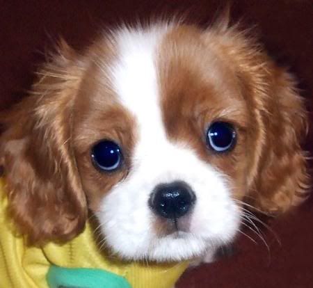 Fosse_Cavalier_King_Charles_Spaniel.jpg