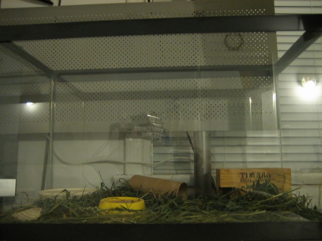 Lizard Tank