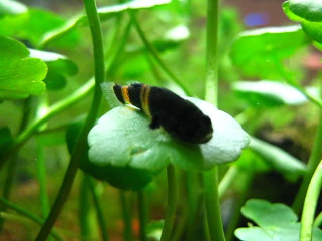 圖檔