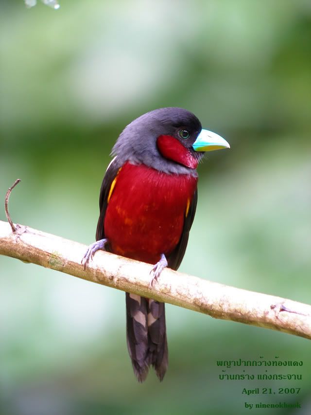 Black-Reded-BroadBill5.jpg image by ninenokhook_22