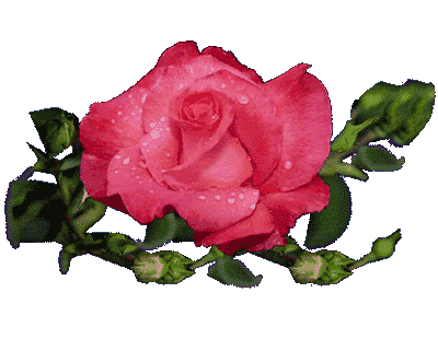 2rosas.gif picture by Taty063