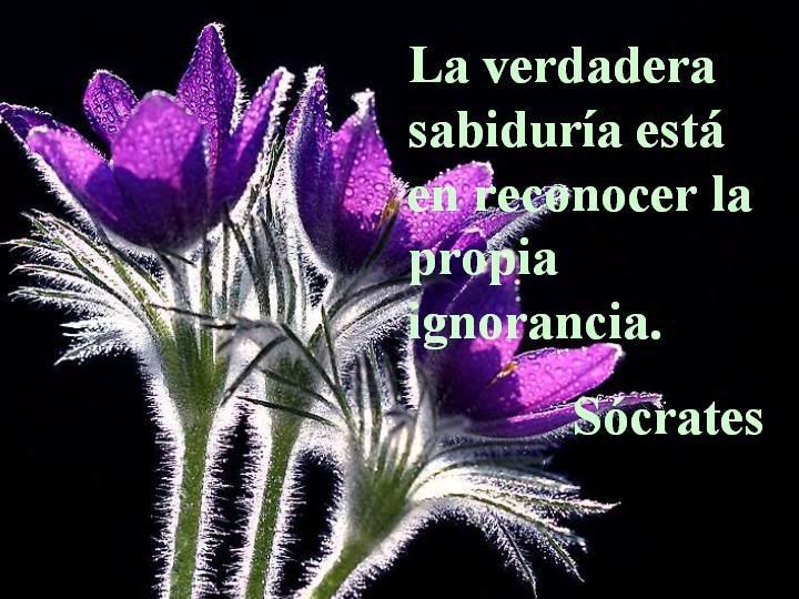 Diapositiva10.jpg PENSAMIENTOS CON FLORES image by crunch_1945