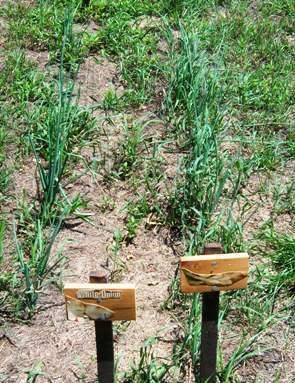 Garden After Flooding Update - Homesteading Questions