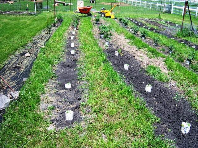 Garden After Flooding Update - Homesteading Questions