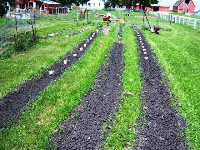 Garden After Flooding Update - Homesteading Questions