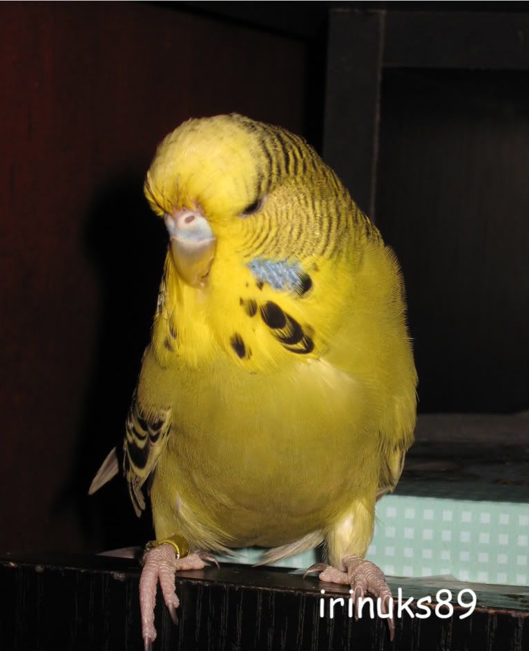 http://i195.photobucket.com/albums/z240/irinuks89/perusi/Picture864.jpg