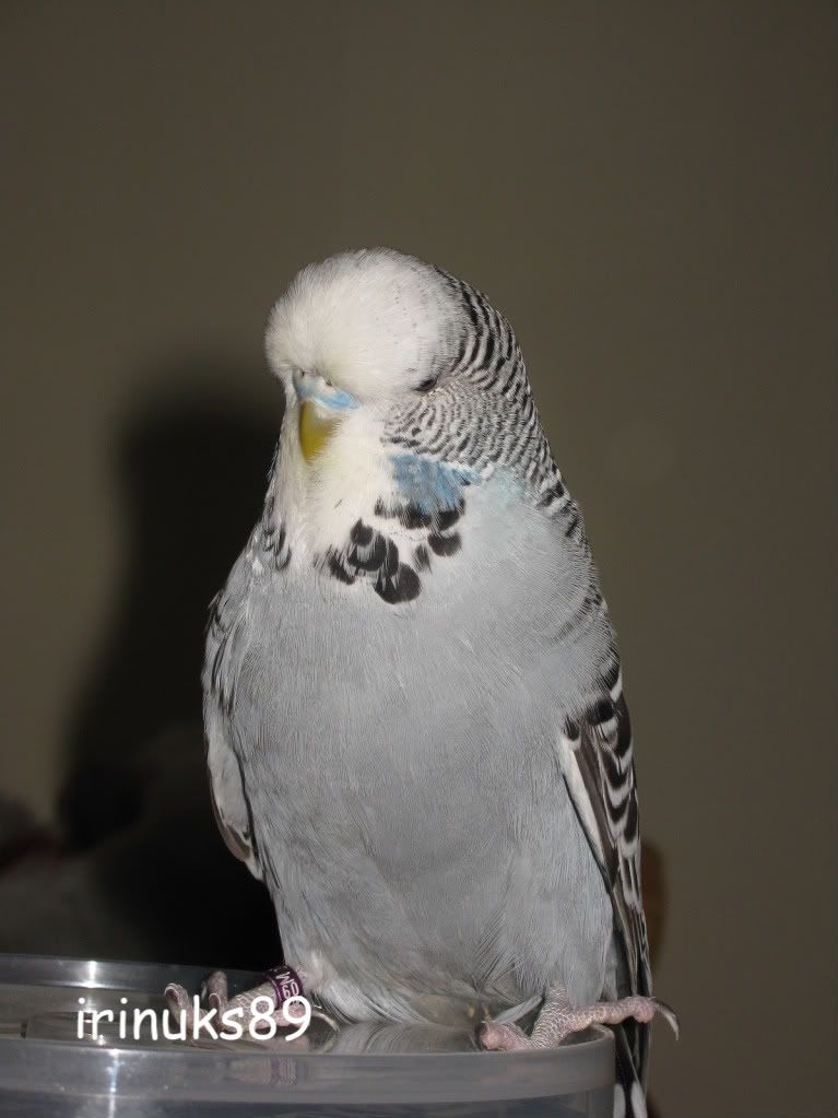 http://i195.photobucket.com/albums/z240/irinuks89/perusi/Picture868.jpg