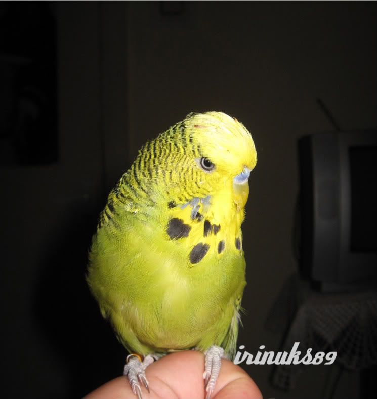http://i195.photobucket.com/albums/z240/irinuks89/perusi/Picture879.jpg