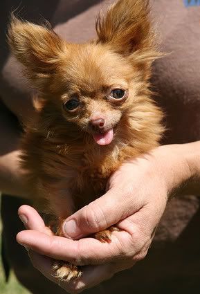 Одна из самых маленьких собак в мире