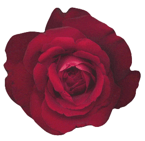 redhugsflower.gif Red Hugs Flower image by kimkuebler