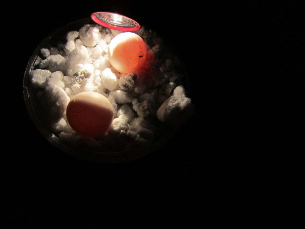 IMG_1131.jpg