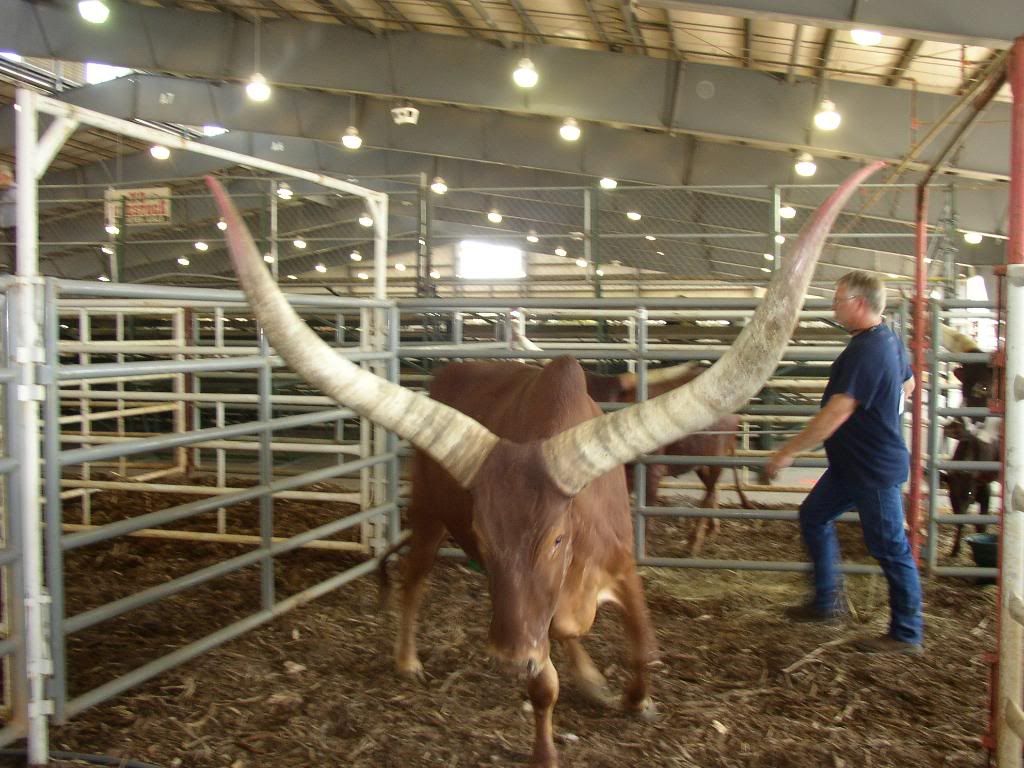 Watusi Bull