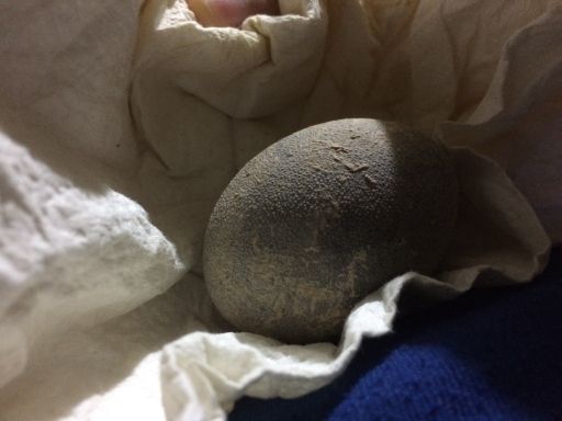 identifying dinosaur egg