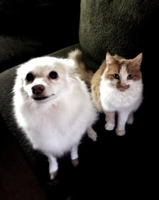 BB