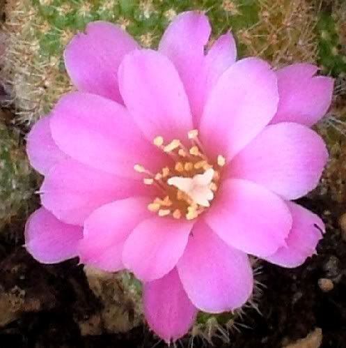 Rebutia Perplexa