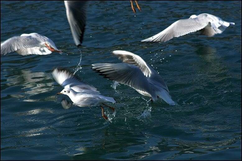 galebovi