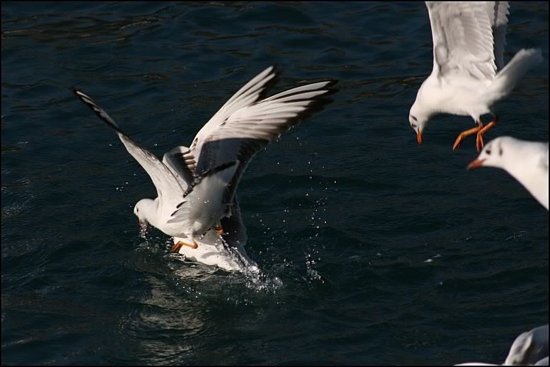 galebovi
