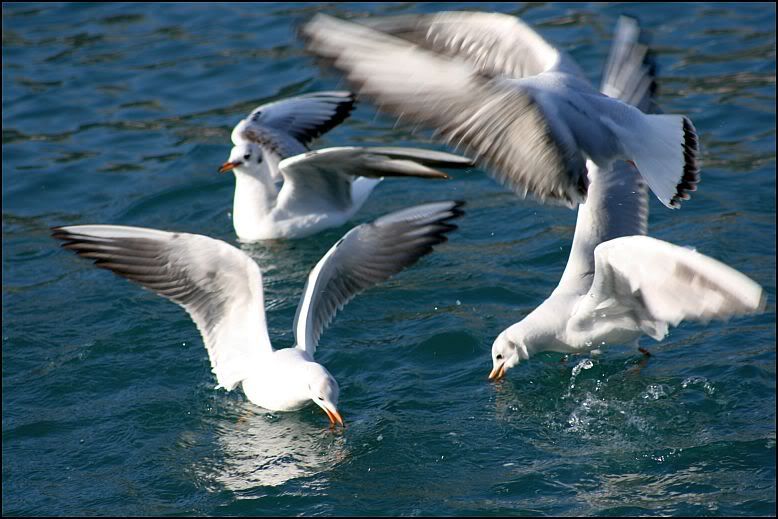 galebovi